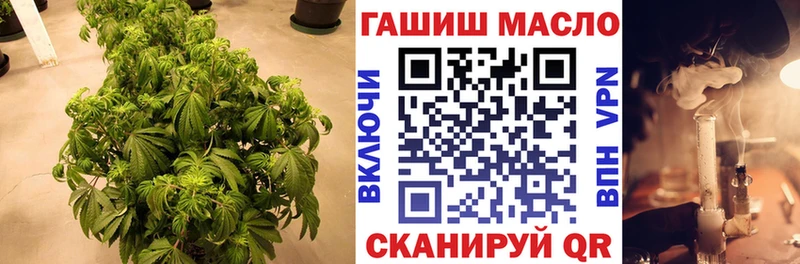 Купить где  Кириллов  ТГК концентрат 